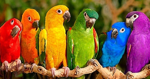 Rainbow parrots